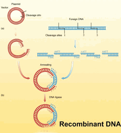 Recombinant DNA